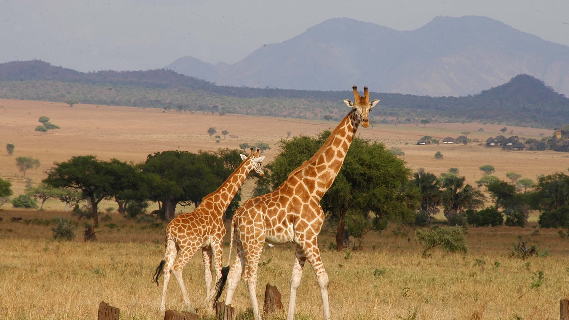 Day 6: Transfer to Kidepo Valley National Park and Night Game Drive