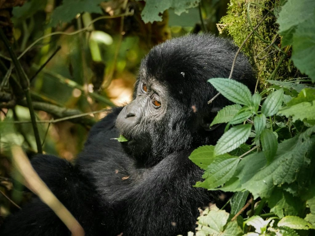 Day 1: Arrival, Transfer to Bwindi Gorilla Park