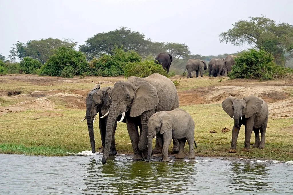 Day 3: Transfer to Kibale via Queen Elizabeth and Bigodi Walk