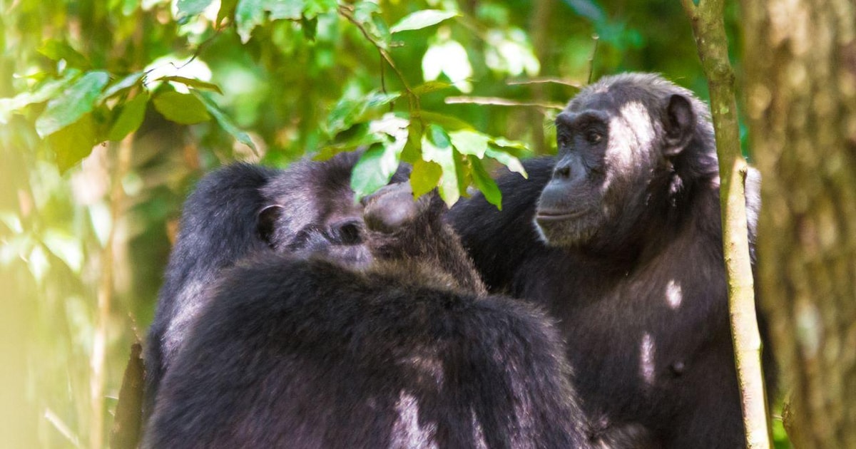Day 4: Chimpanzee Trekking and Return to Kampala