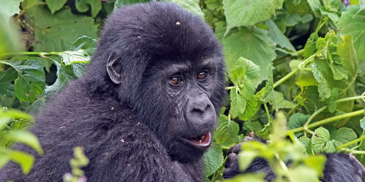 Day 2: Gorilla Trekking in Volcanoes and Proceed to Bwindi