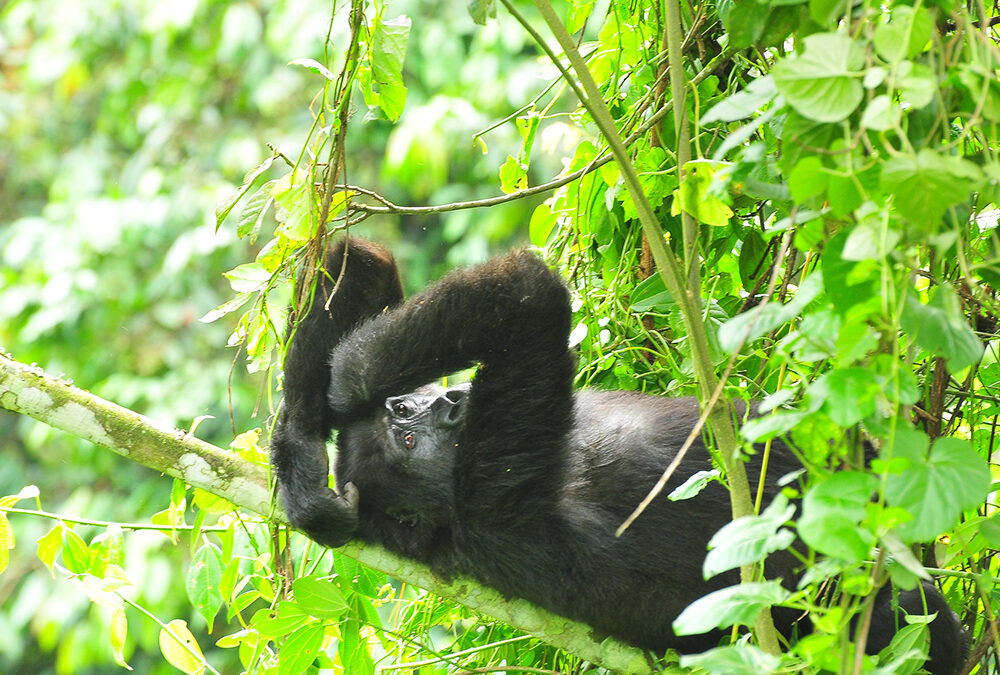 Day 3: Gorilla Trekking in Bwindi and Return to Kigali