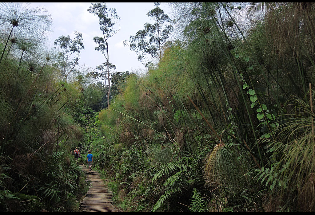 Day 1: Arrival, Transfer to Kibale National Park and Bigodi Walk