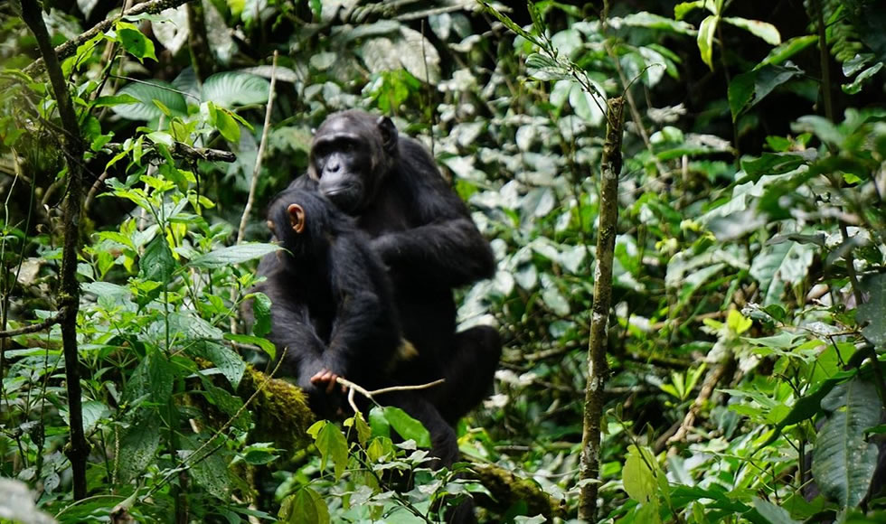 Day 2: Chimpanzee Trekking and Boat Safari in Queen Elizabeth