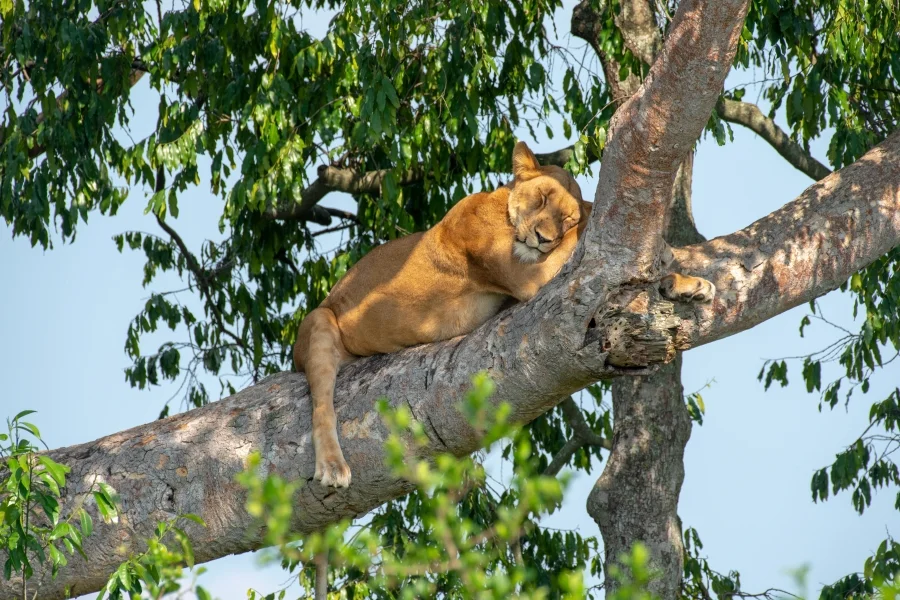 Day 3: Early Game Drive, Tree Climbing Lions and Proceed to Bwindi