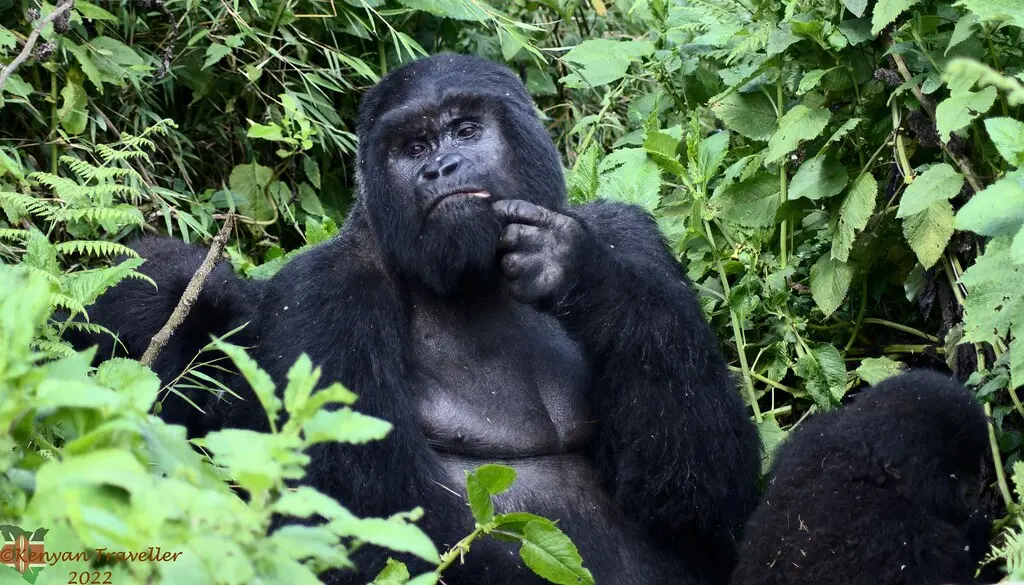 Day 4: Gorilla Trekking and Transfer to Lake Bunyonyi