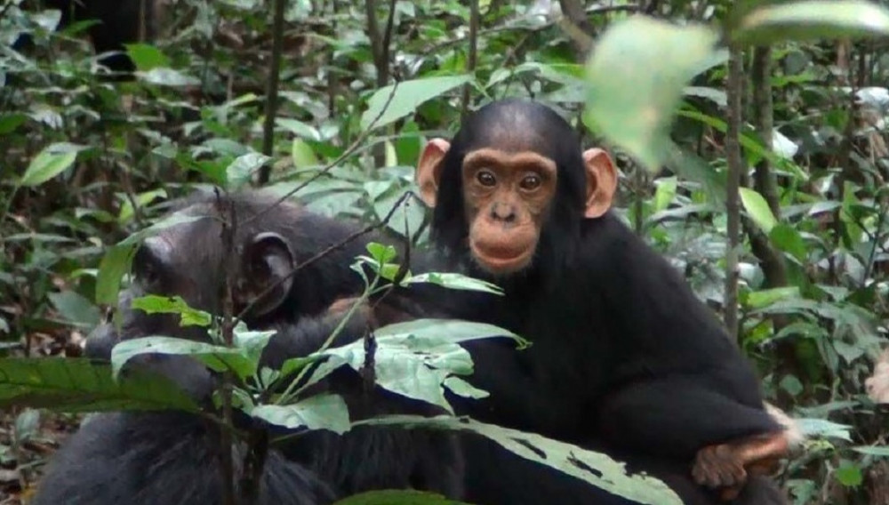 Day 2: Chimpanzee Trekking and Bigodi Nature Walk