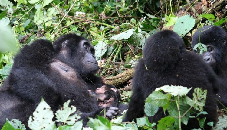 Day 3: Transfer to Bwindi Gorilla Park