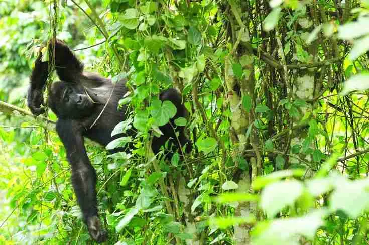 Day 4: Gorilla Trekking and Lake Bunyonyi Relaxation
