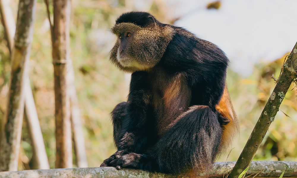 Day 6: Golden Monkey Trekking, City Tour and Departure