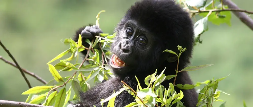 Day 2: Gorilla Trekking Experience with Batwa or Lake Bunyonyi
