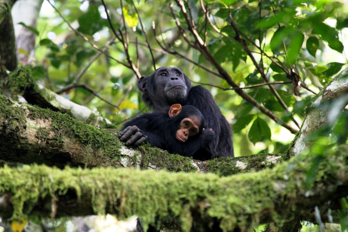 Day 4: Chimpanzee Trekking and Crater Lakes