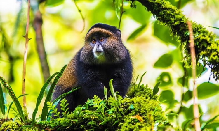 Day 2: Golden Monkey Trekking and Cross Border to Mgahinga