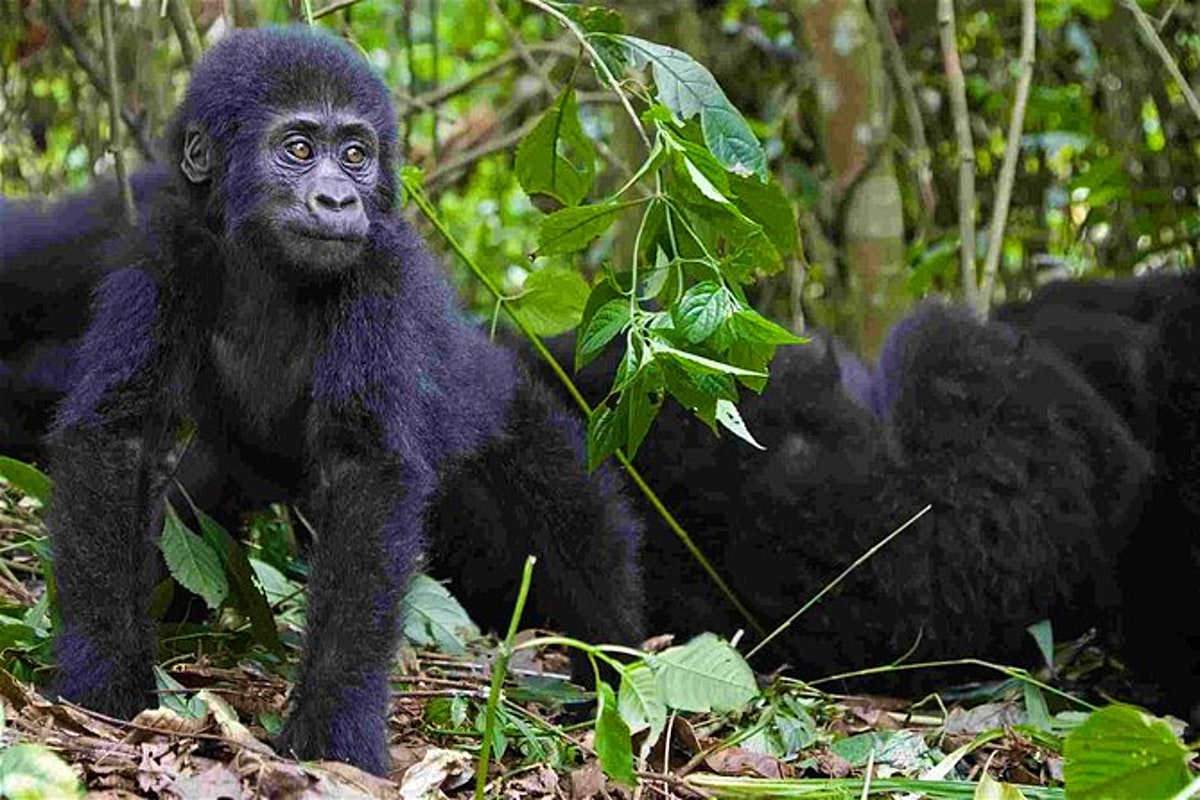 Day 3: Gorilla Trekking and Return to Kigali