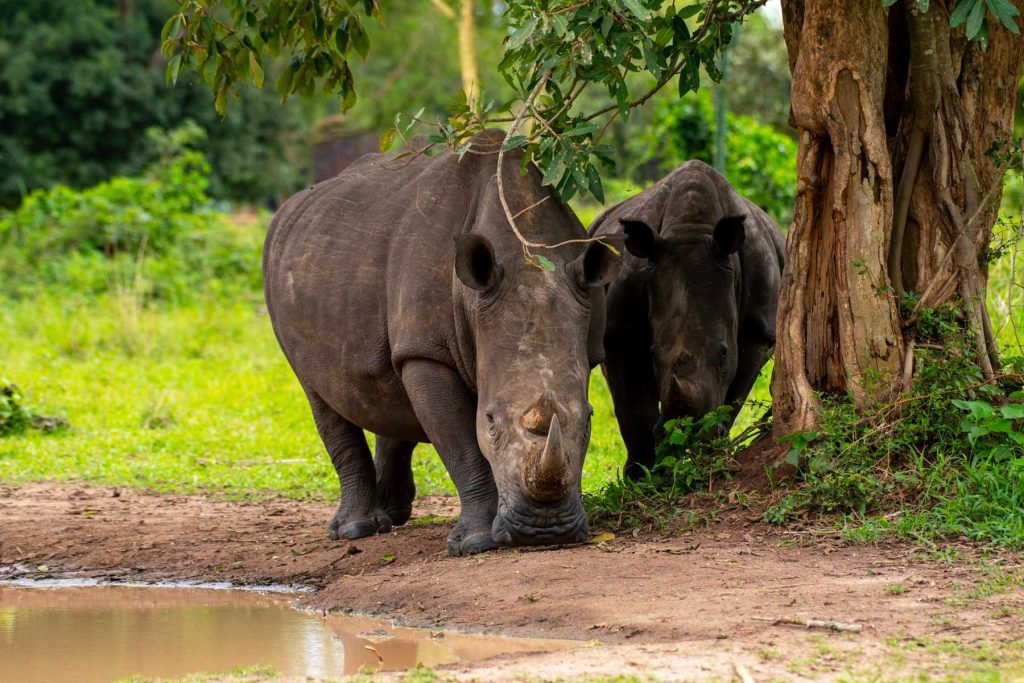 Day 3: Transfer to Murchison Falls via Ziwa Rhinos