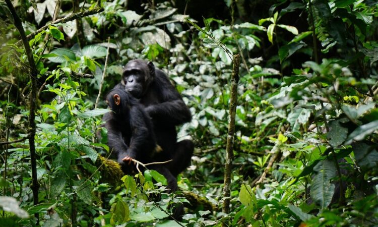 Day 6: Chimpanzee Trekking and Transfer to Queen Elizabeth Park