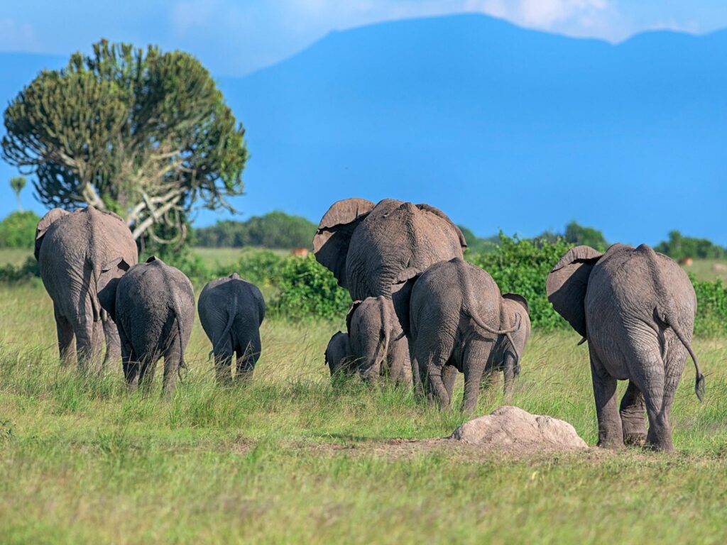 Day 7: Full Day in Queen Elizabeth National Park
