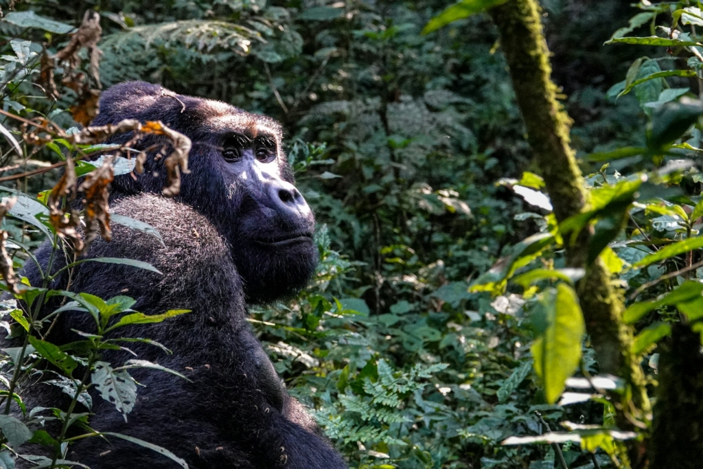 Day 9: Gorilla Trekking with Cultural Tours or Lake Bunyonyi