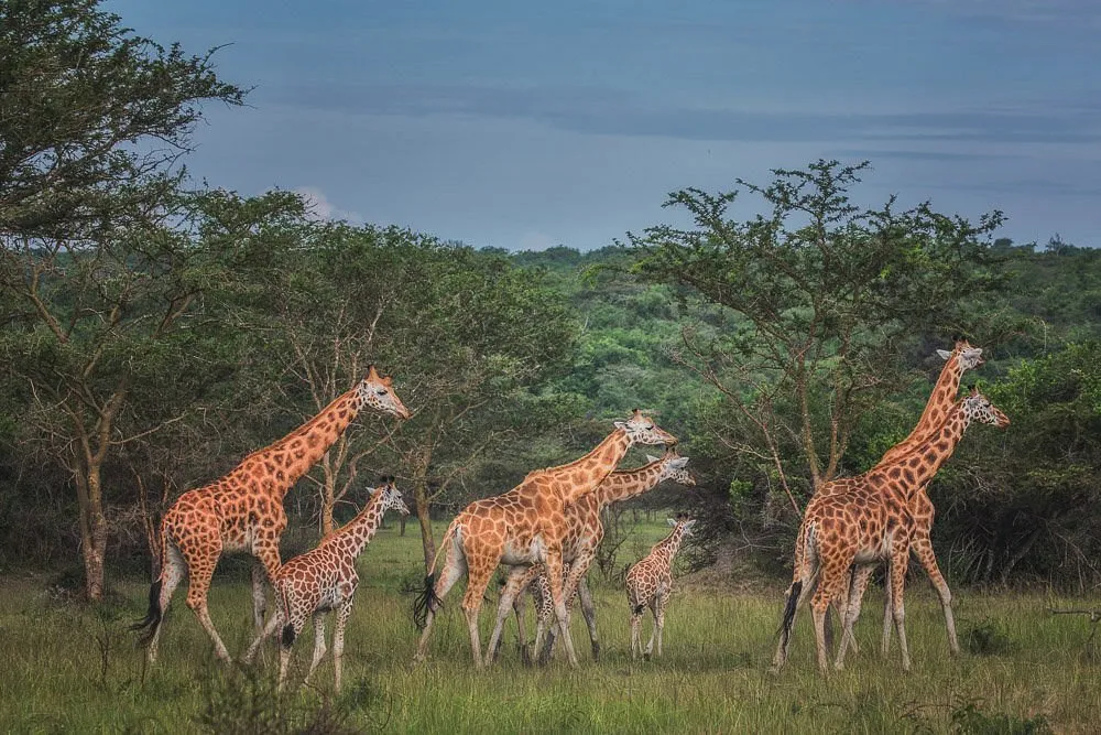 Day 11: Early Game Drive and Return to Entebbe