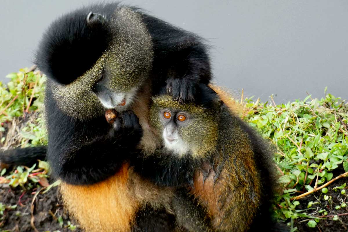 Day 2: Golden Monkey Trekking and Transfer to Kibale National Park