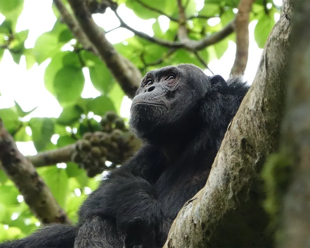 Day 3: Chimpanzee Trekking and Bigodi Nature Walk