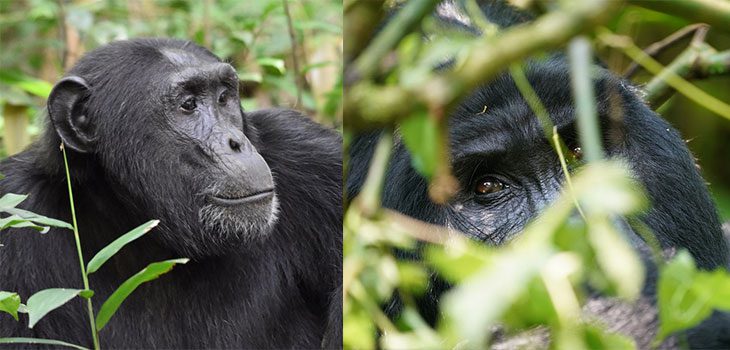 Day 4: Transfer to Bwindi Gorilla Park