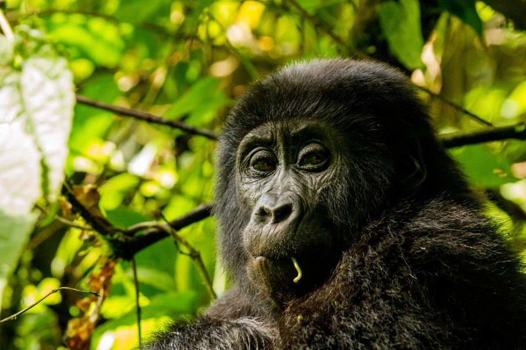 Day 5: Gorilla Trekking and Lake Bunyonyi
