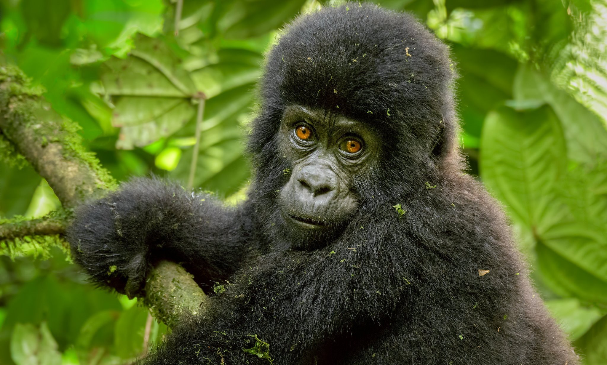Day 2: Gorilla Trekking and Evening at Lake Kivu