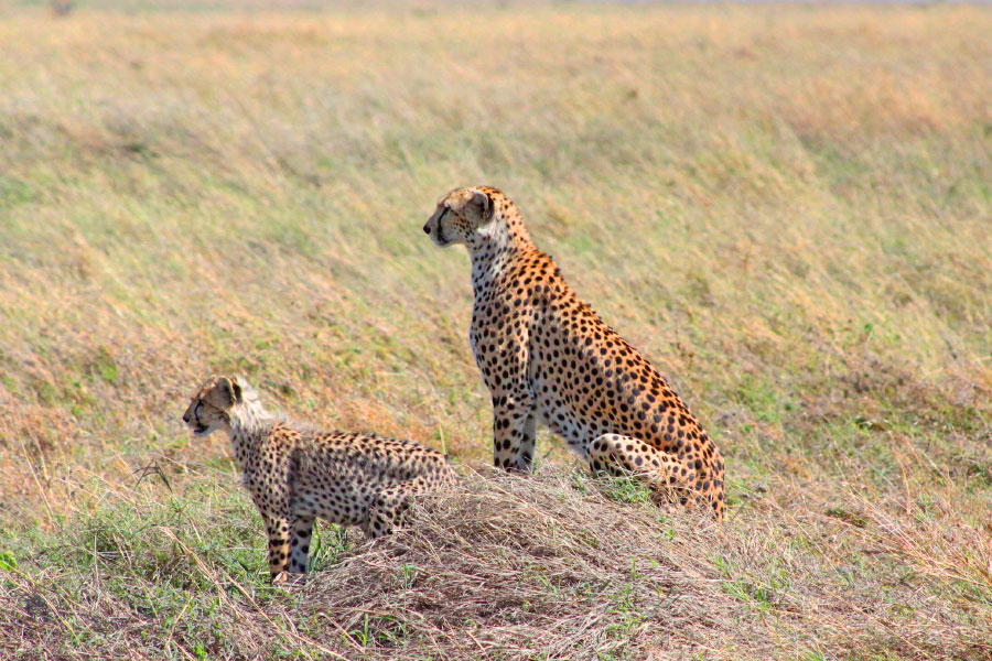 Day 3: Full Day in Serengeti and Transfer to Ngorongoro