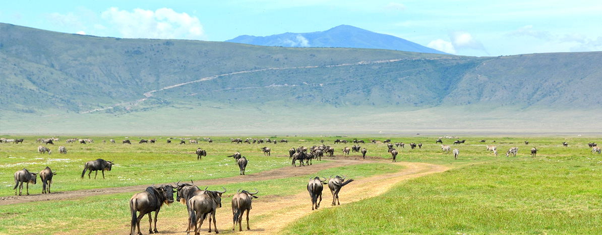 Day 4: Whole Day in Ngorongoro Crater