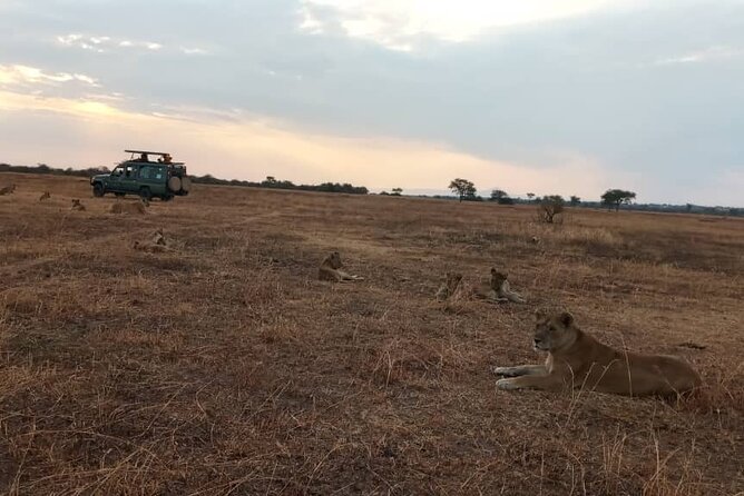 Day 1: Pickup and Transfer to Northern Serengeti