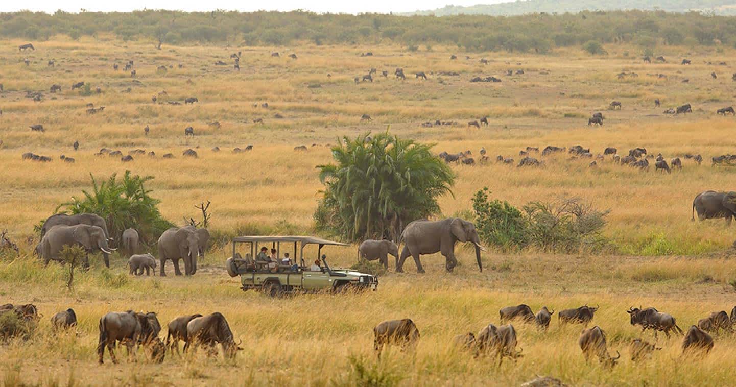 Day 2: Early Game Drives and Transfer to Central Serengeti
