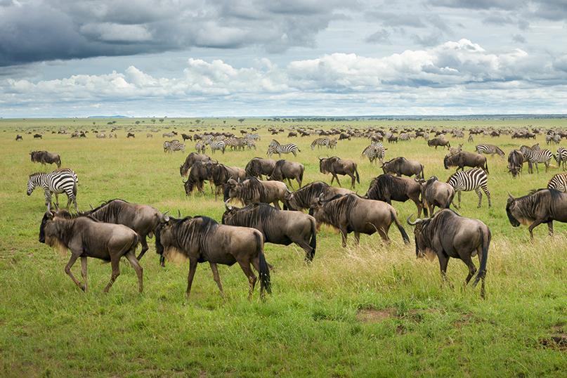 Day 3: Explore Central Serengeti and Transfer to Ngorongoro