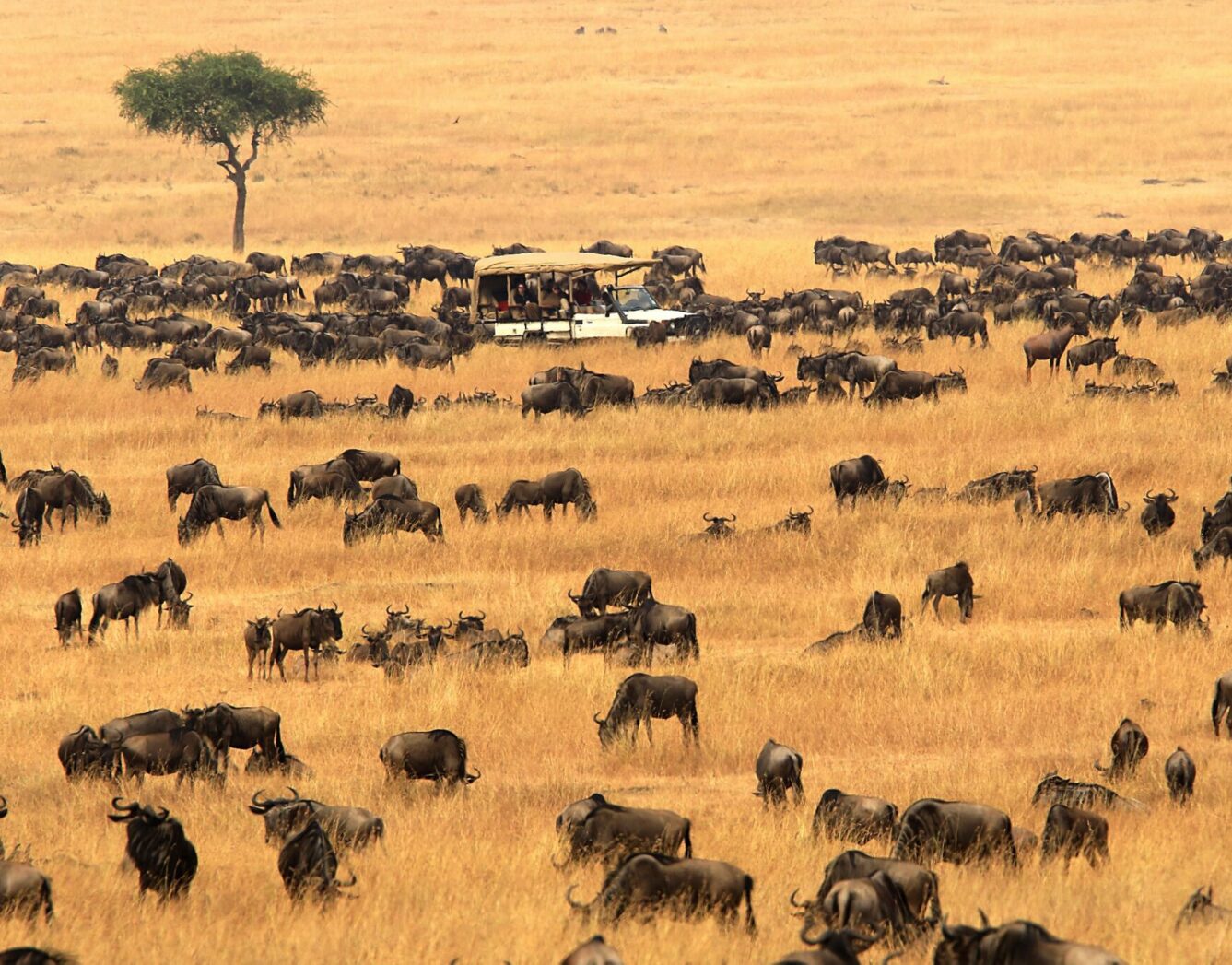 Day 3: Game Drive, Cultural Tour, and Bush Dinner
