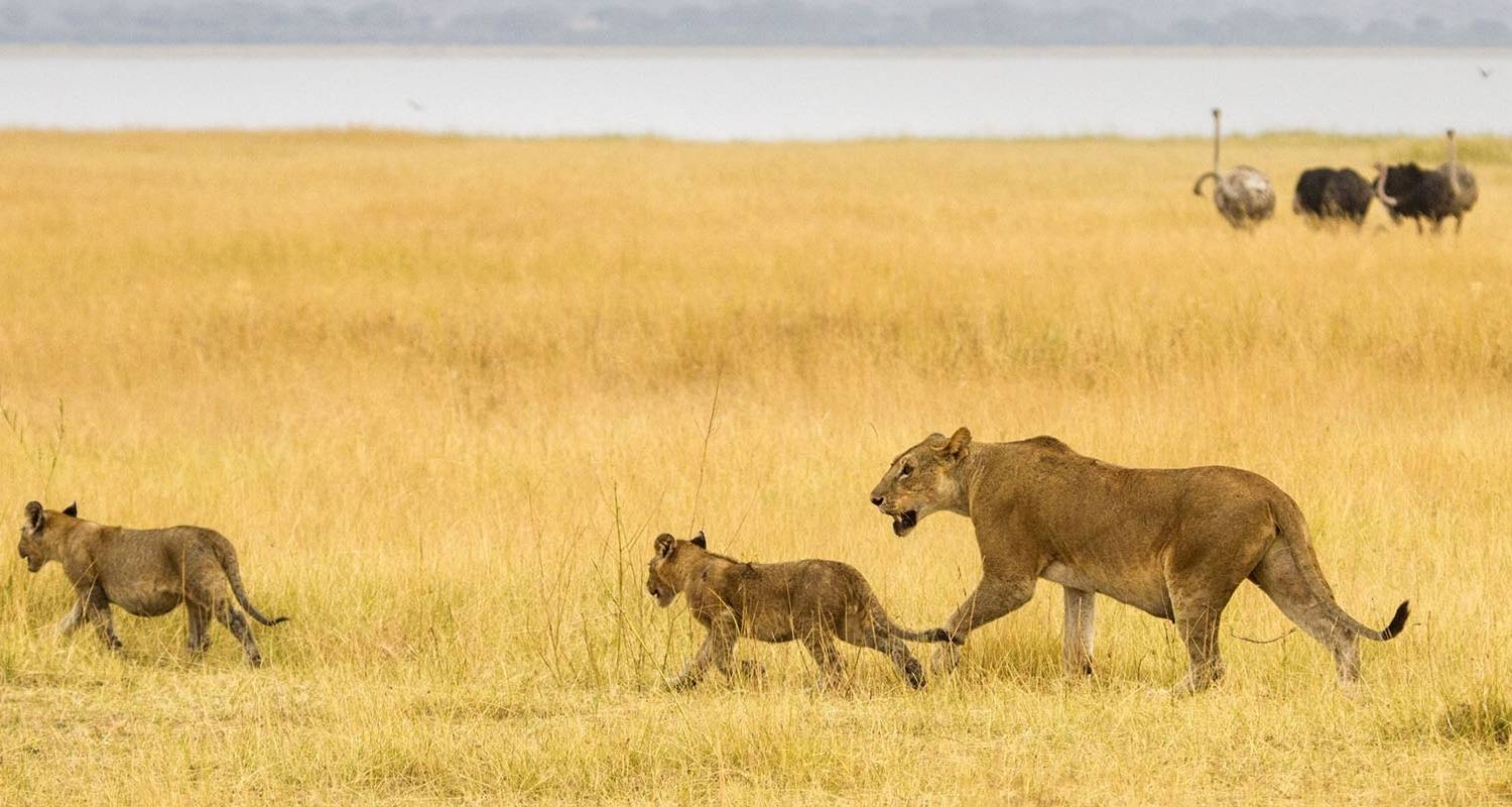 Day 1: Arrival in Arusha and Transfer to Serengeti