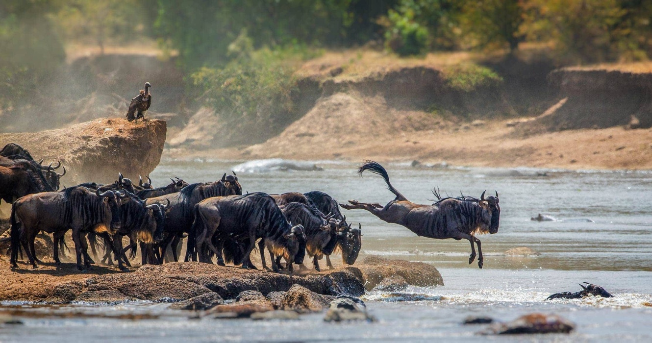 Day 2: Full Day Experience in Serengeti