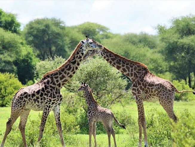 Day 3: Early Game Drive and Transfer to Ngorongoro