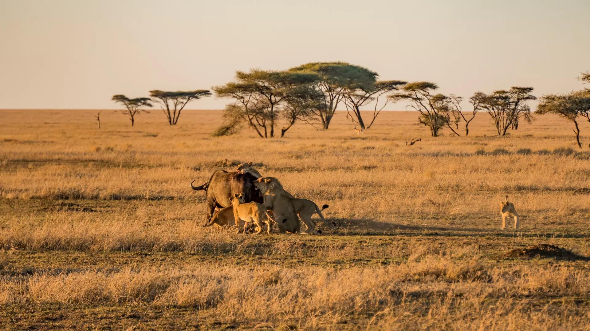 Day 2: Central Serengeti National Park
