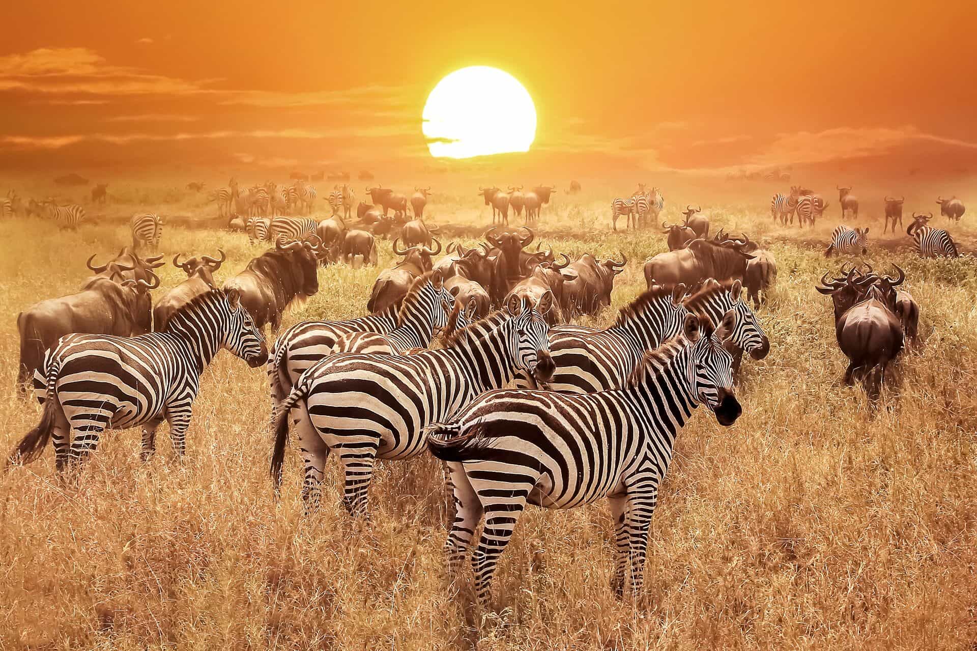 Day 3: Central to Northern Serengeti