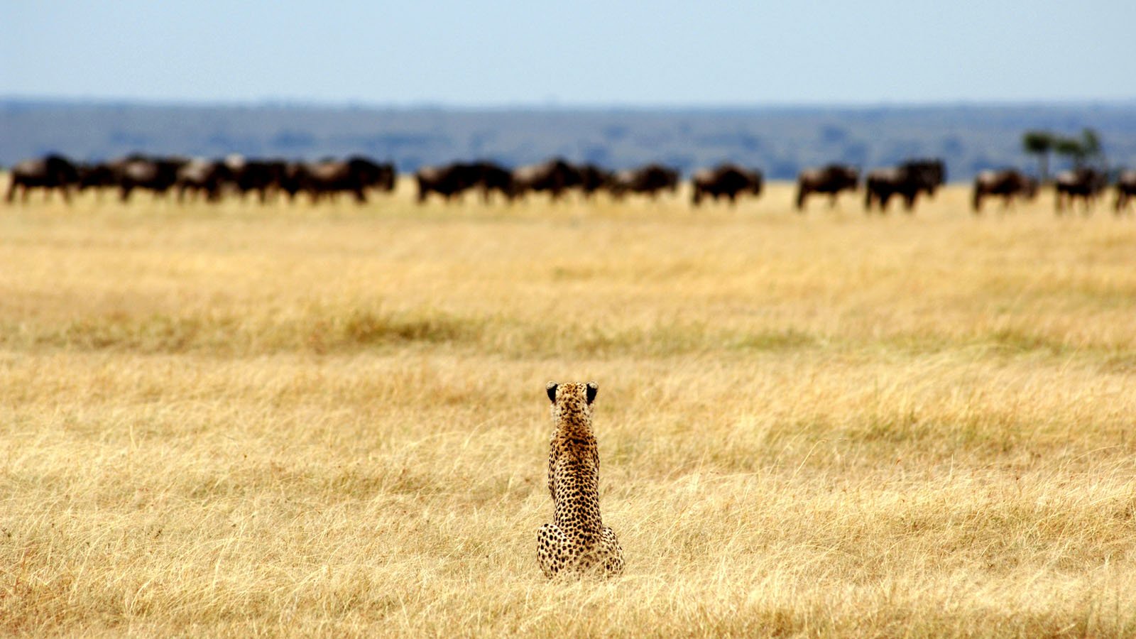 Day 5: Northern Serengeti to Ngorongoro Crater
