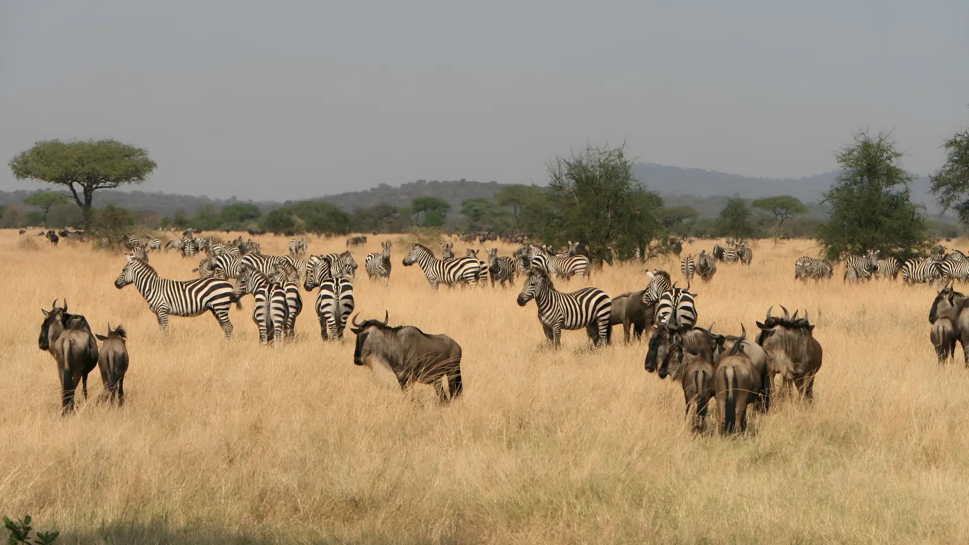 Day 3: Serengeti National Park