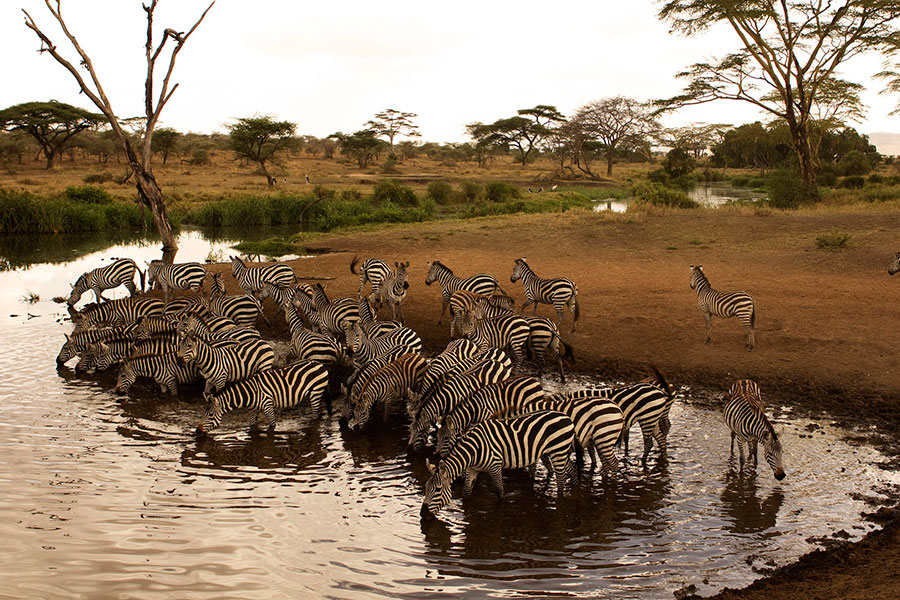 Day 4: Second Full Day in Serengeti National Park