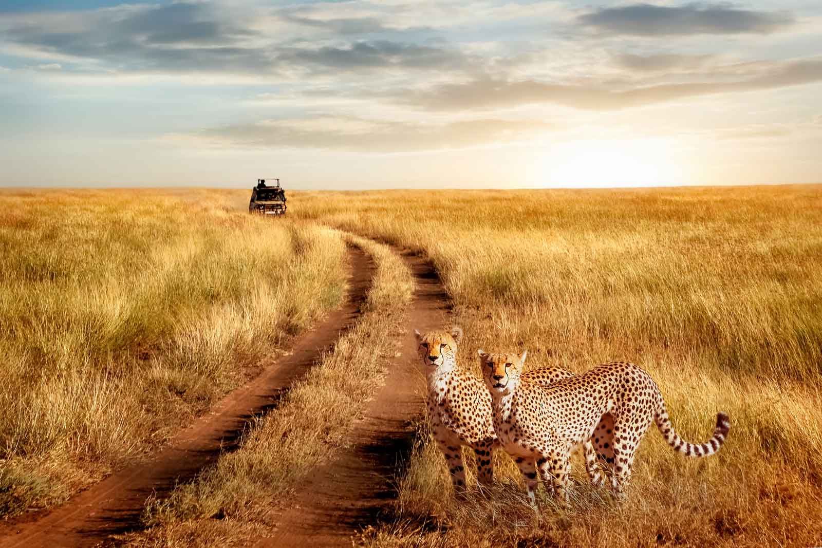 Day 4: Full Day in Serengeti National Park