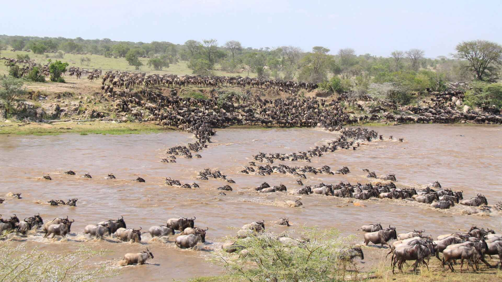 Day 5: Central Serengeti to Southern Serengeti and Ndutu