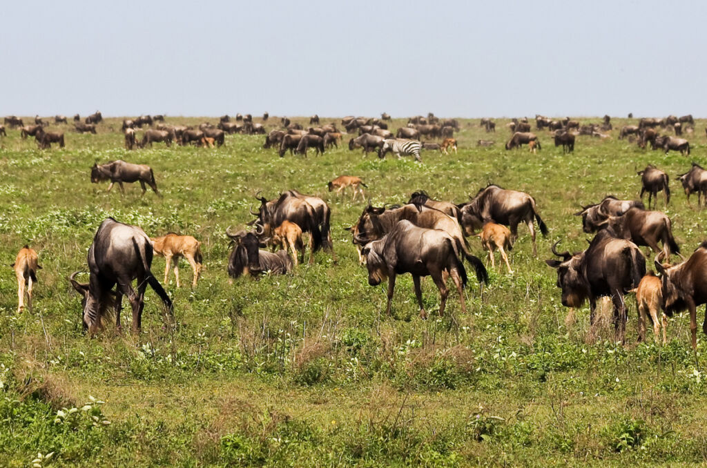 Day 6: Ndutu Experience