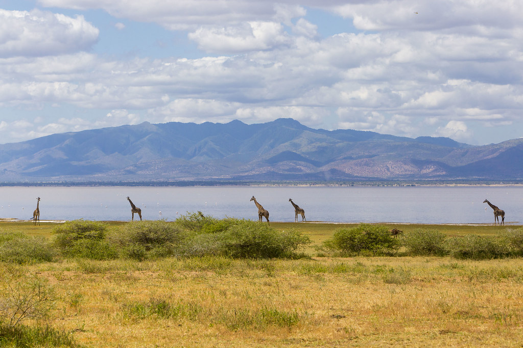 Day 2: Walking Safari and Game Drive in Lake Manyara National Park
