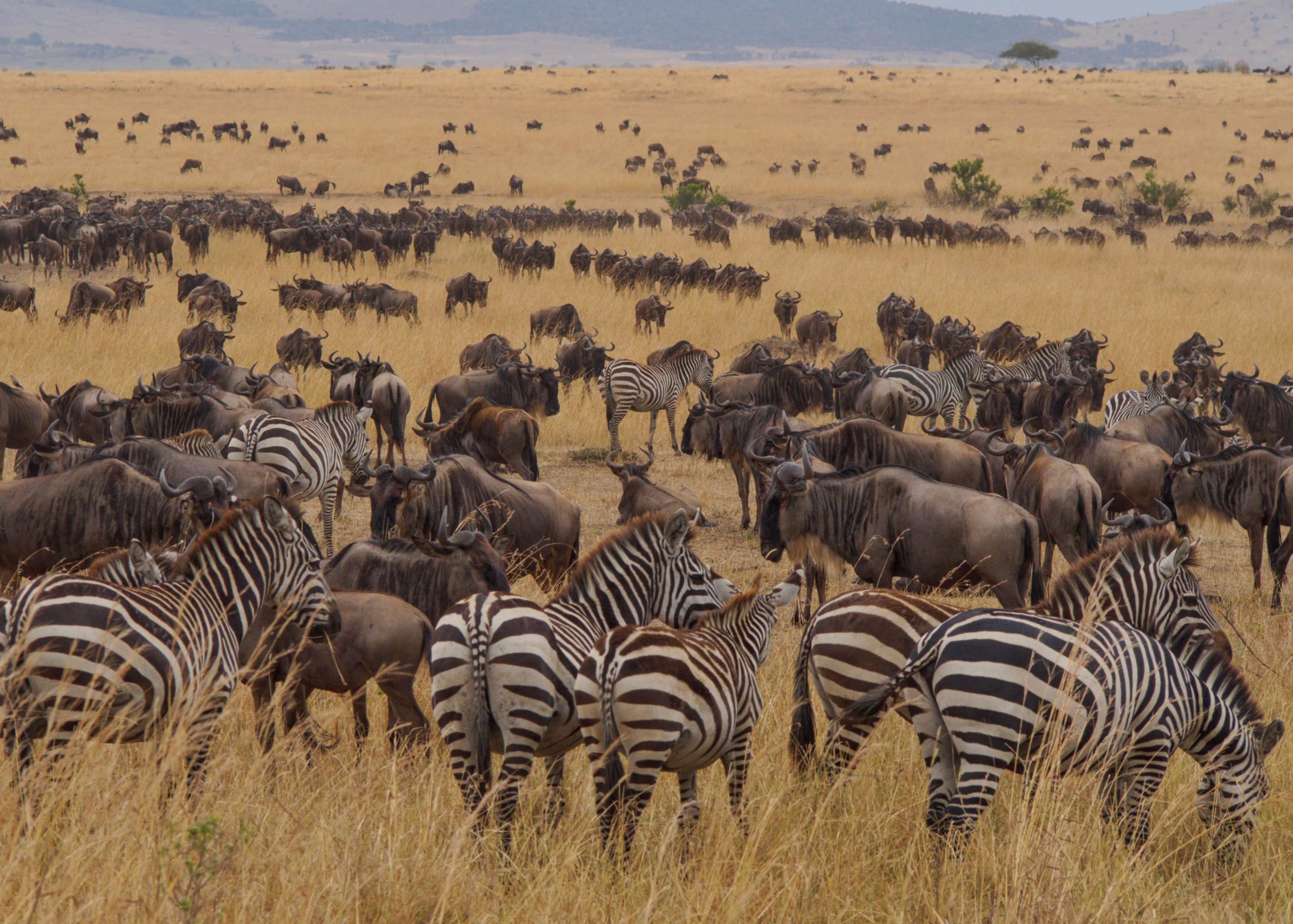 Day 3: Transfer to Serengeti National Park