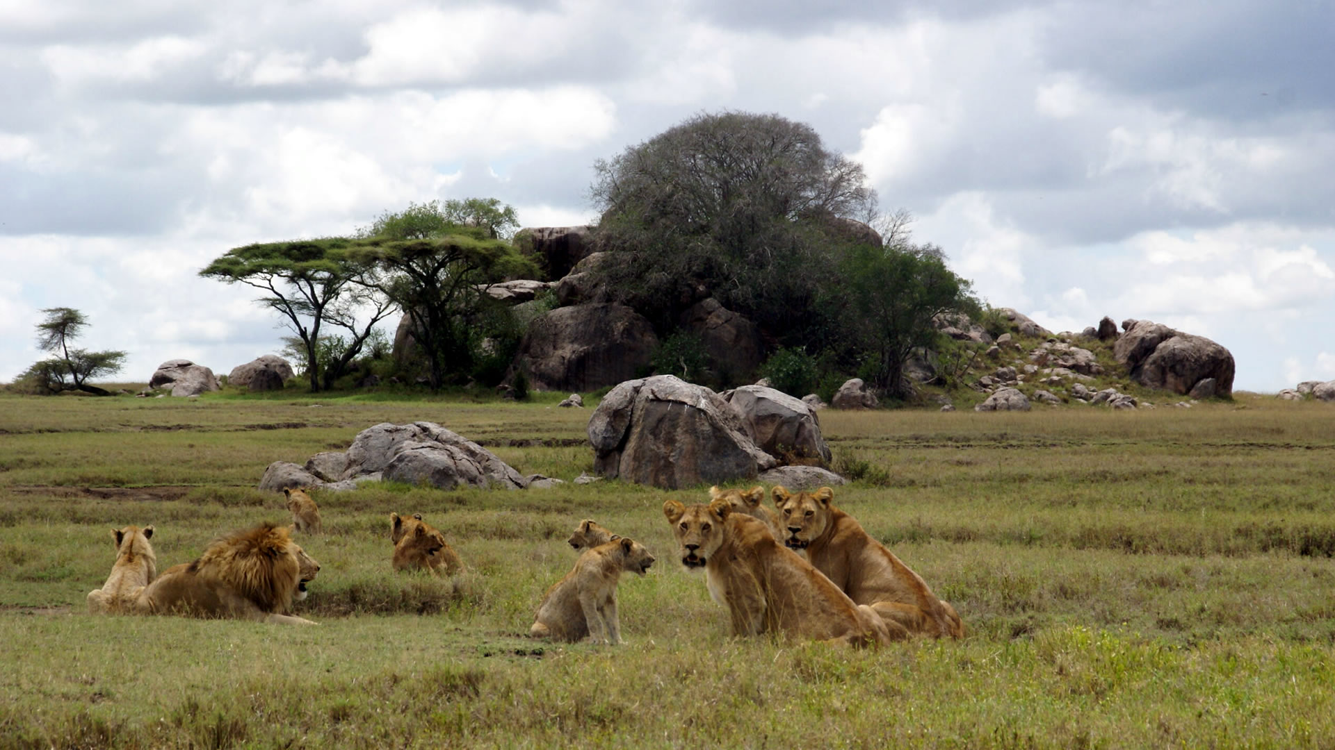 Day 4: Full Day Exploring Central Serengeti