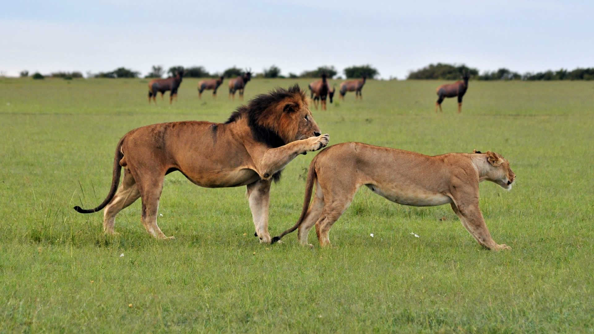 Day 2: Full Day Explore the Maasai Mara