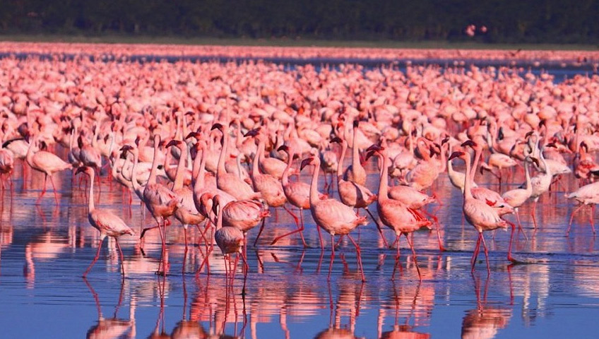 Day 4: Explore Lake Nakuru and Transfer to Amboseli